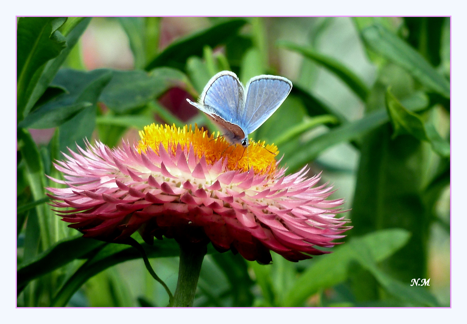Strohblume und ein blauer Schmetterling