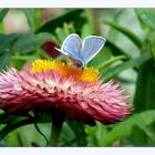 Strohblume und ein blauer Schmetterling