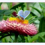 Strohblume und ein blauer Schmetterling