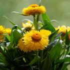 Strohblumen