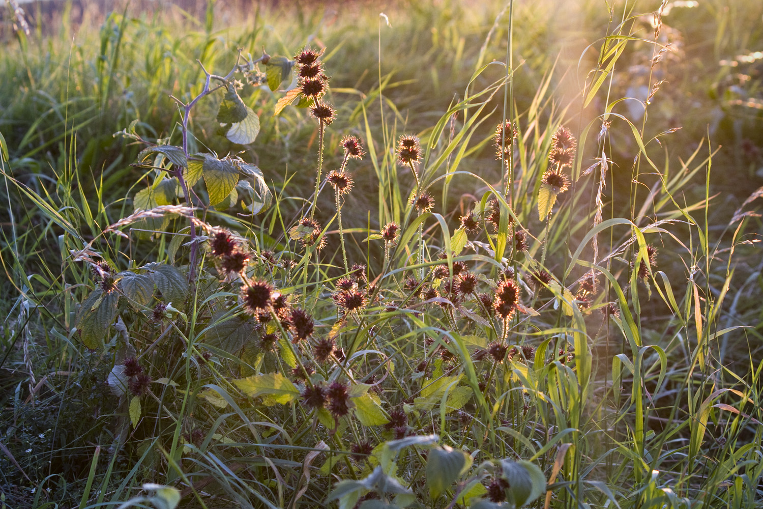 Strohblumen