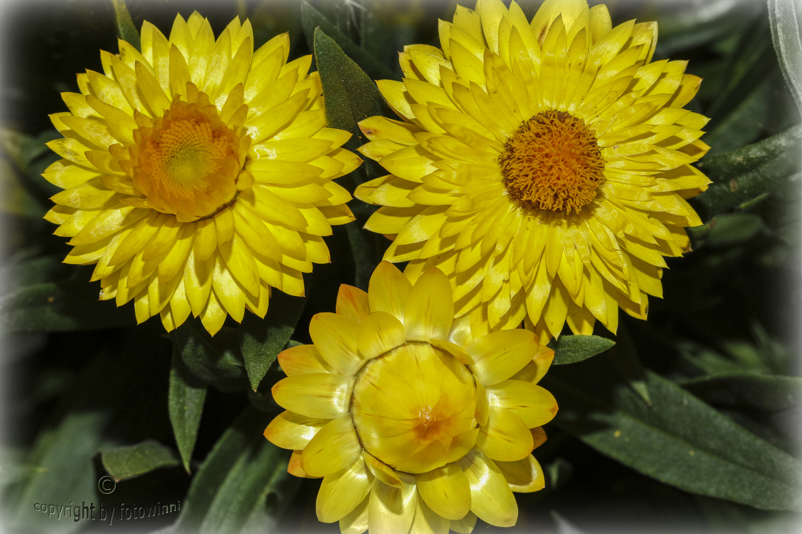 Strohblumen