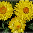 Strohblumen