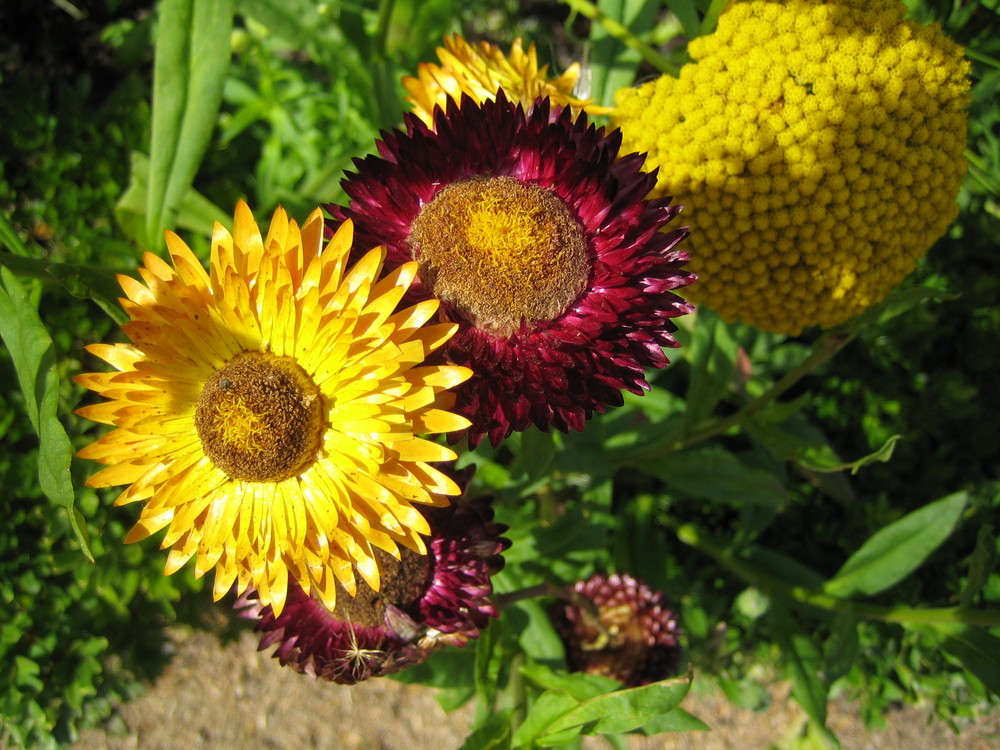 Strohblumen in Hamburgs Botanischem Garten