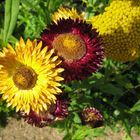 Strohblumen in Hamburgs Botanischem Garten