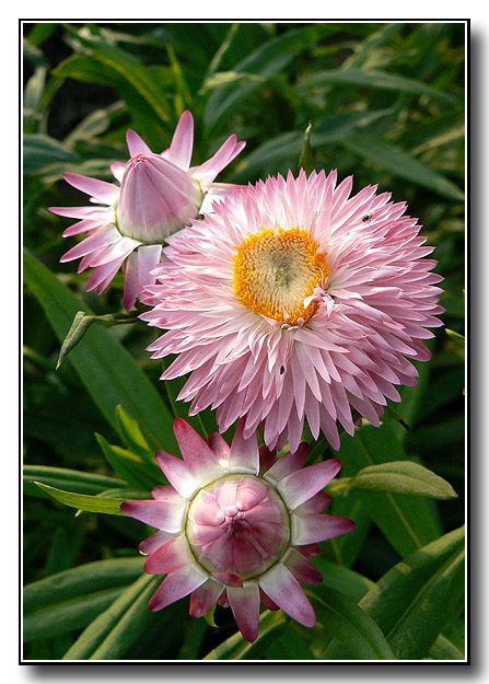 Strohblumen in rosa....