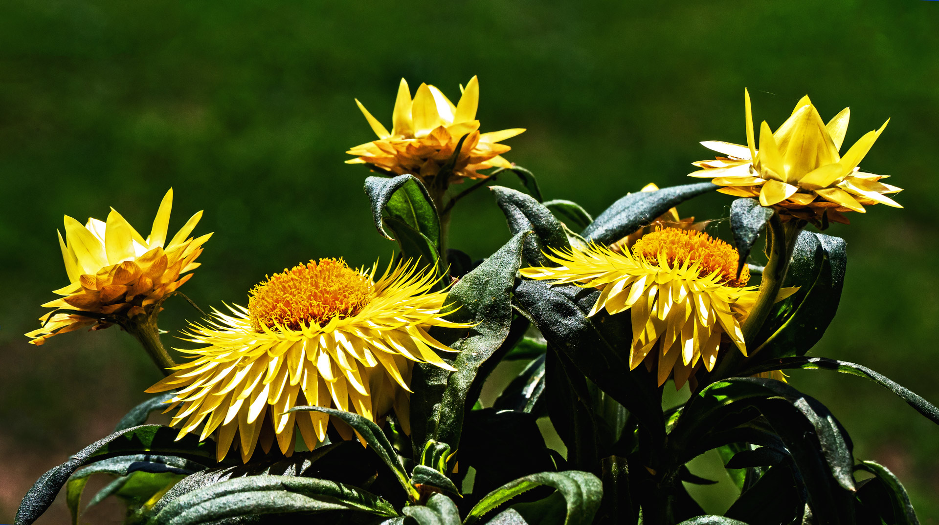 Strohblumen in voller Blüte