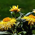 Strohblumen in voller Blüte