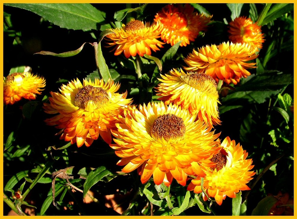 Strohblumen leuchten in der Sonne