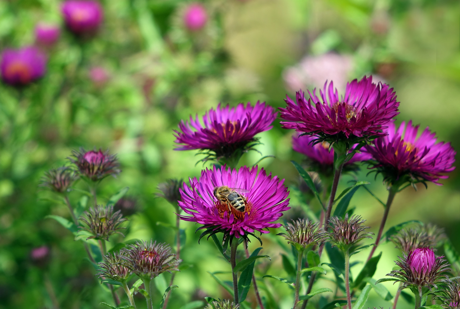 Strohblumen mit Besucher 