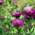 Strohblumen mit Besucher 