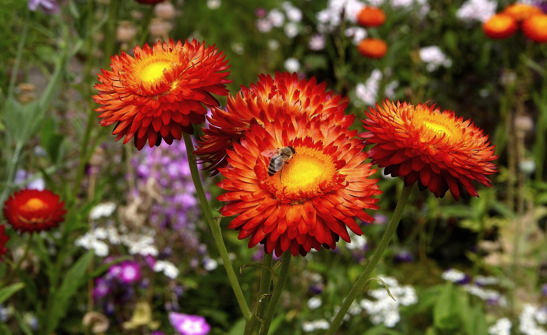 Strohblumen mit Biene