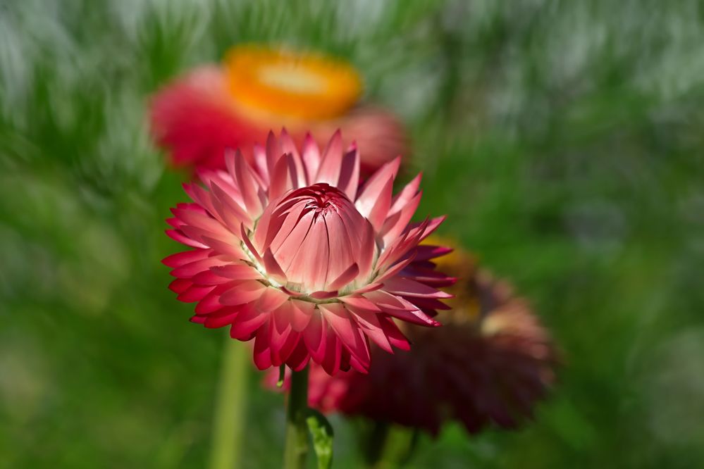 Strohblumen nannten