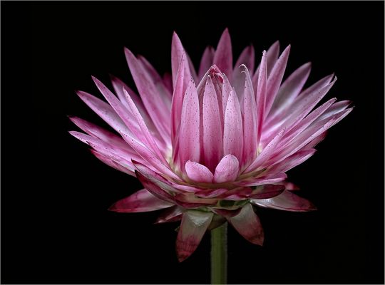 Strohblumen sind nicht nur in Gelb wunderschön - ( Stacking Bild ) 