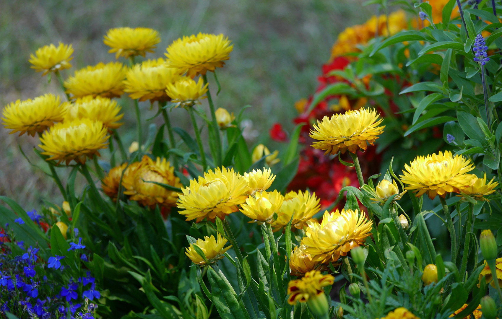 Strohblumen und mehr