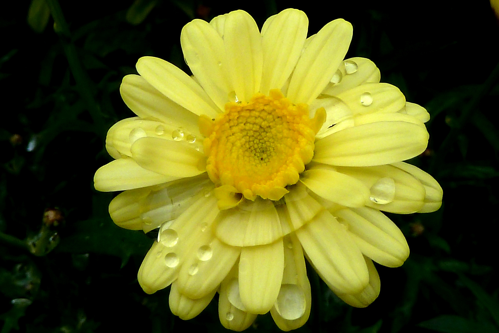 Strohblumenbluete mit Regentropfen