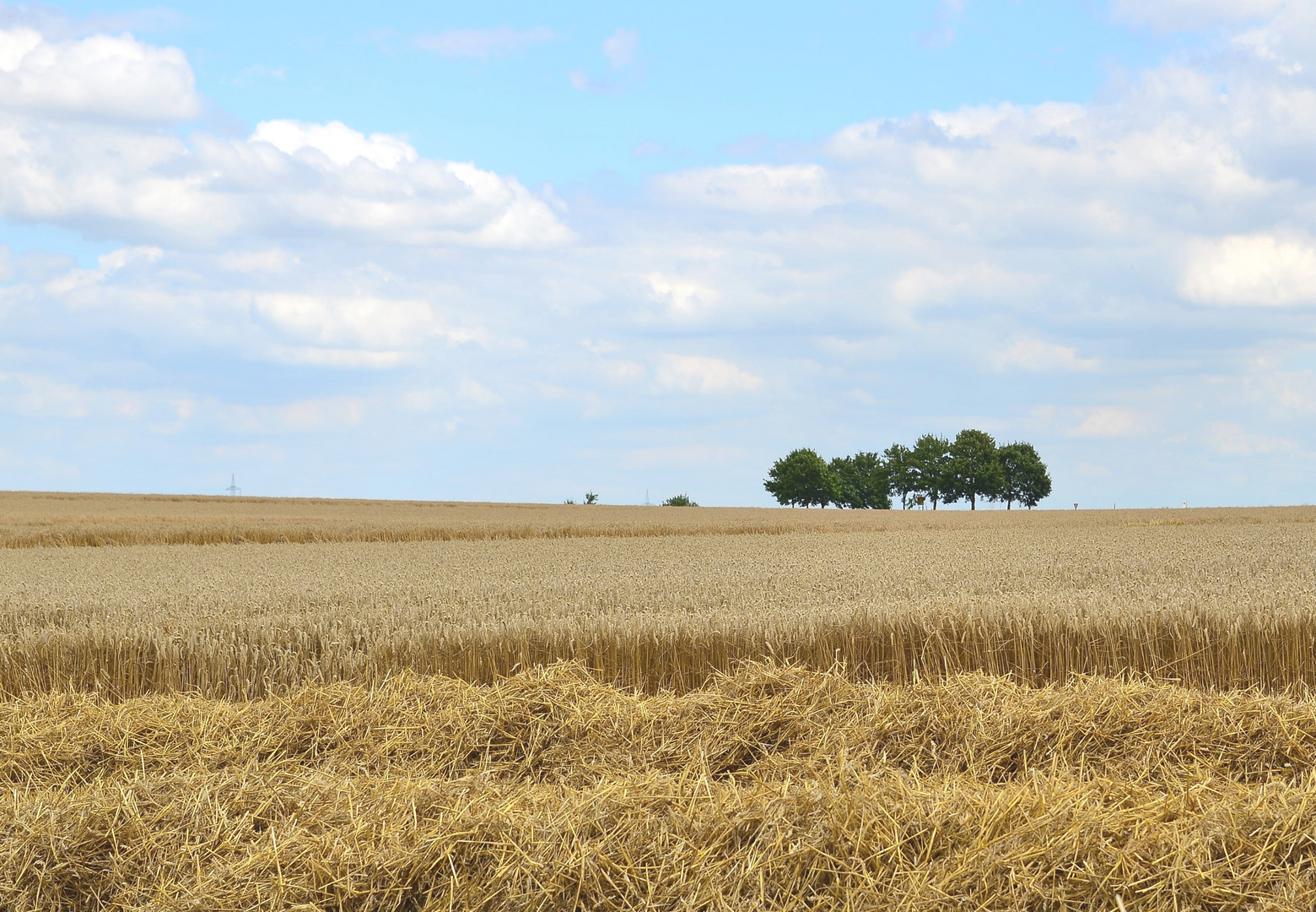 Strohernte mit Weizenfeld im Hintergrund