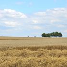 Strohernte mit Weizenfeld im Hintergrund