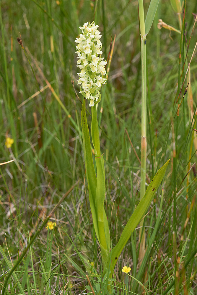 Strohgelbes Knabenkraut (Dactylorhiza incarnata subsp. ochroleuca)