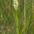 Strohgelbes Knabenkraut (Dactylorhiza incarnata subsp. ochroleuca)