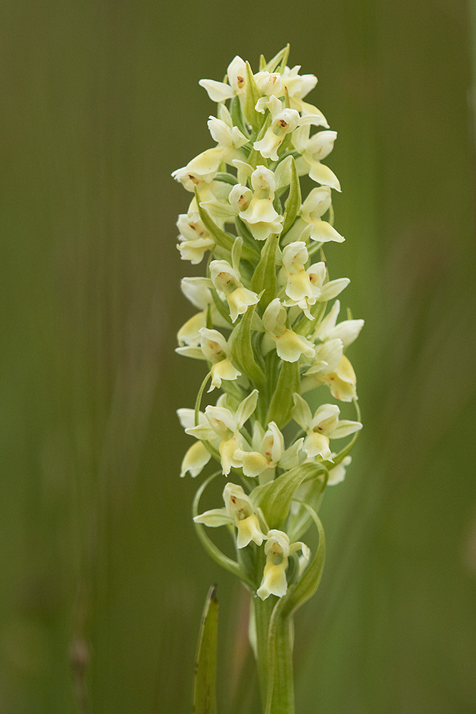 Strohgelbes Knabenkraut (Dactylorhiza incarnata subsp. ochroleuca) Blütenstand