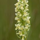 Strohgelbes Knabenkraut (Dactylorhiza incarnata subsp. ochroleuca) Blütenstand