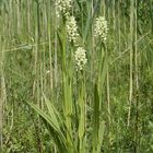 Strohgelbes Knabenkraut (Dactylorhiza ochroleuca)...