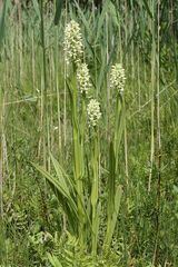 Strohgelbes Knabenkraut (Dactylorhiza ochroleuca)...