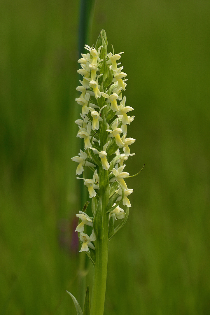 Strohgelbes Knabenkraut-D.incarnata ochroleuca