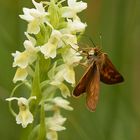 Strohgelbes Knabenkraut mit Besucher