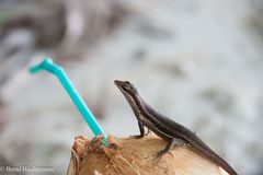 Strohhalme sind blöd