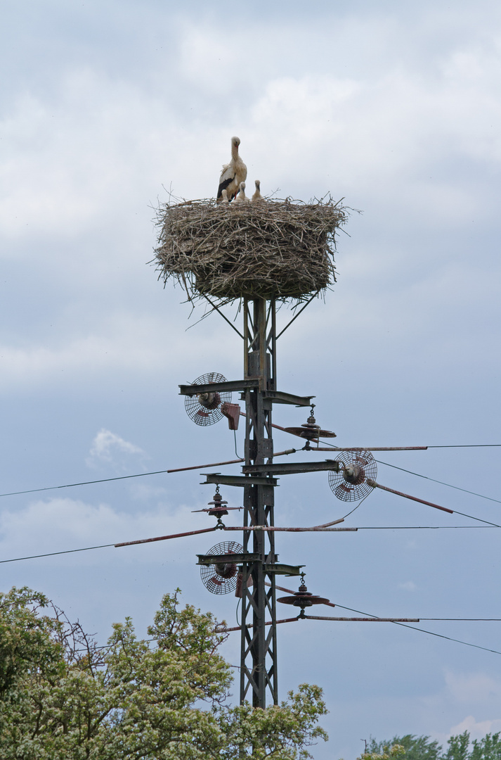 Strohmmast mit Storchenest Leineradweg bei Grasdorf