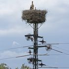 Strohmmast mit Storchenest Leineradweg bei Grasdorf