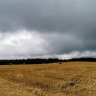 Strohmöpse im Regen