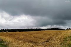 Strohmöpse im Regen