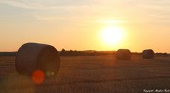 Strohrollen im ersten Morgenlicht