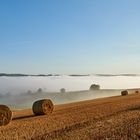 "Strohrollenschattenwurfeckläufer".....Sommer 2018, nach dem Regen am 2.08.18 lag...