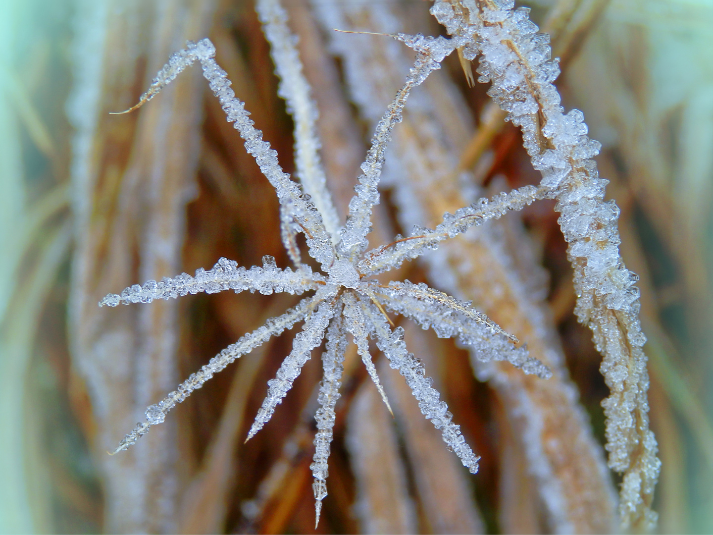 Strohsterne der Natur