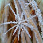 Strohsterne der Natur