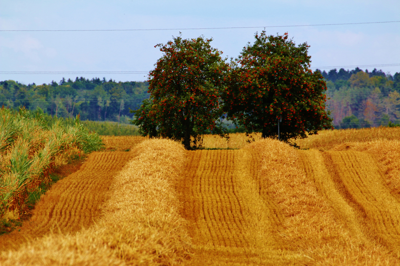 STROHWEG in den HERBST?