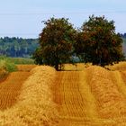 STROHWEG in den HERBST?