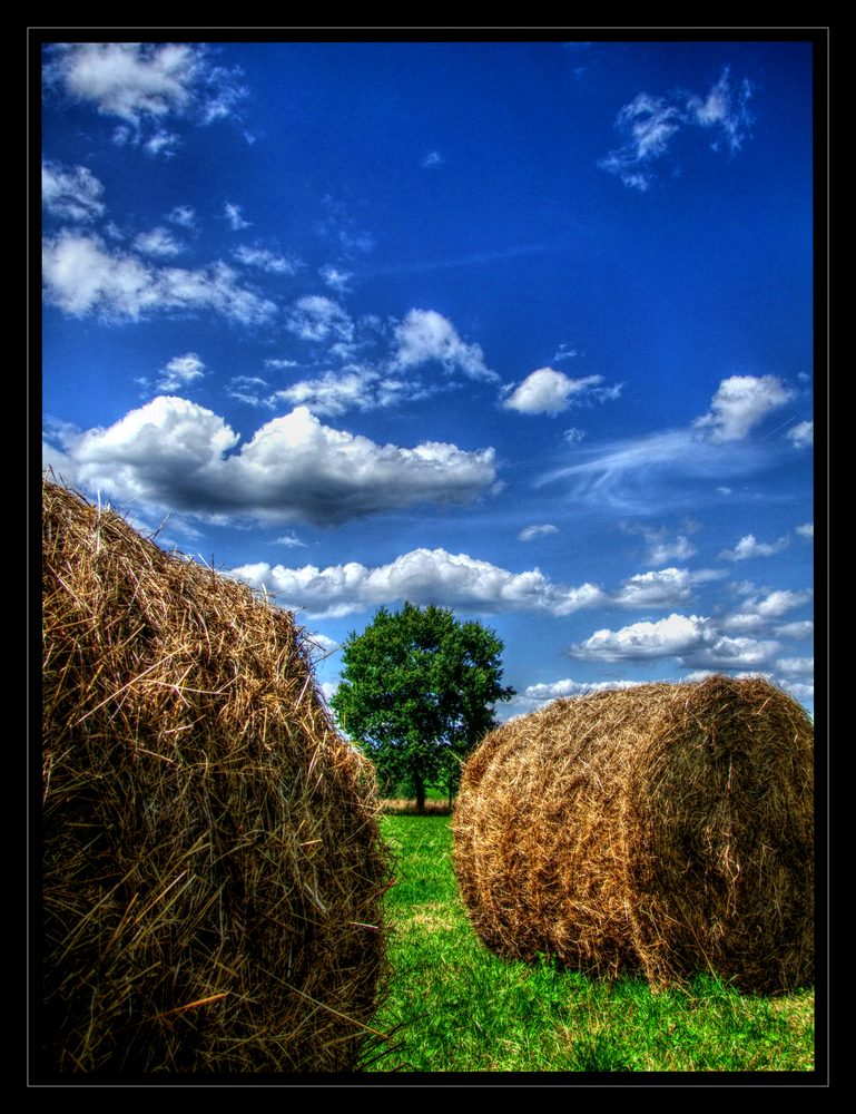 Strohwiesenbaum