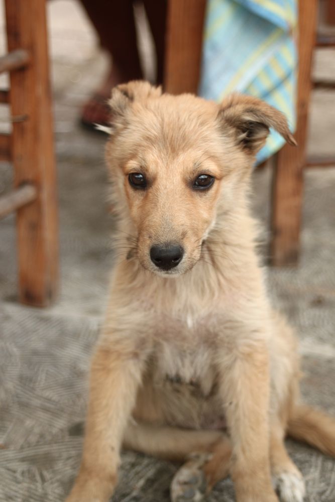 Strolch Foto & Bild europe, greece, strolch; hund; welpe; chios