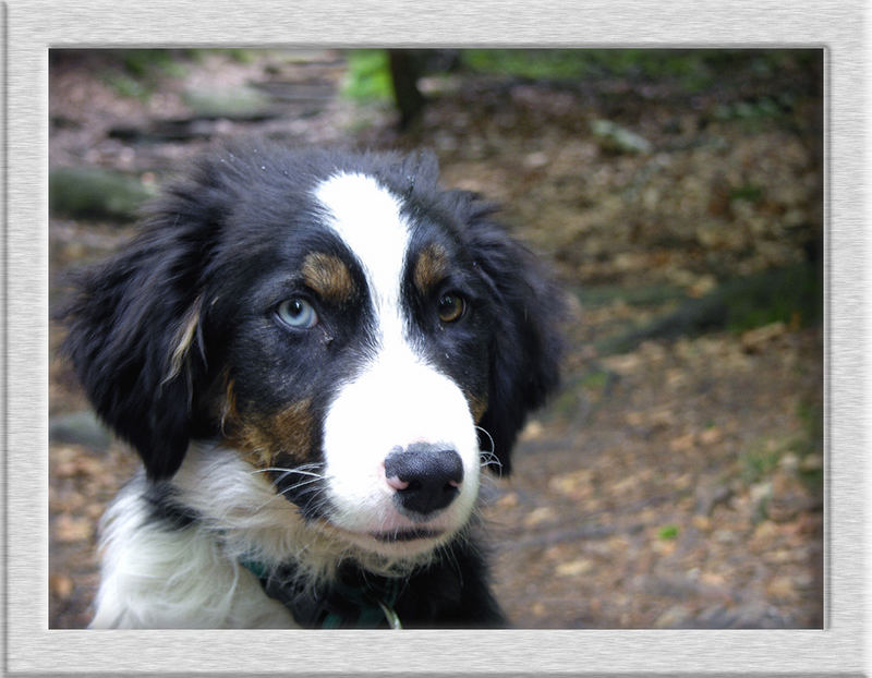 Strolchi im Wald