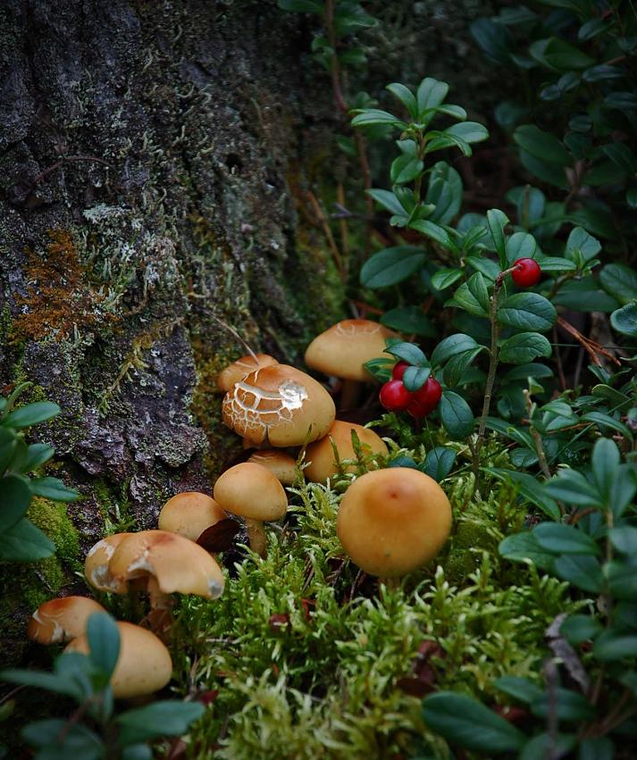 stroll in the woods