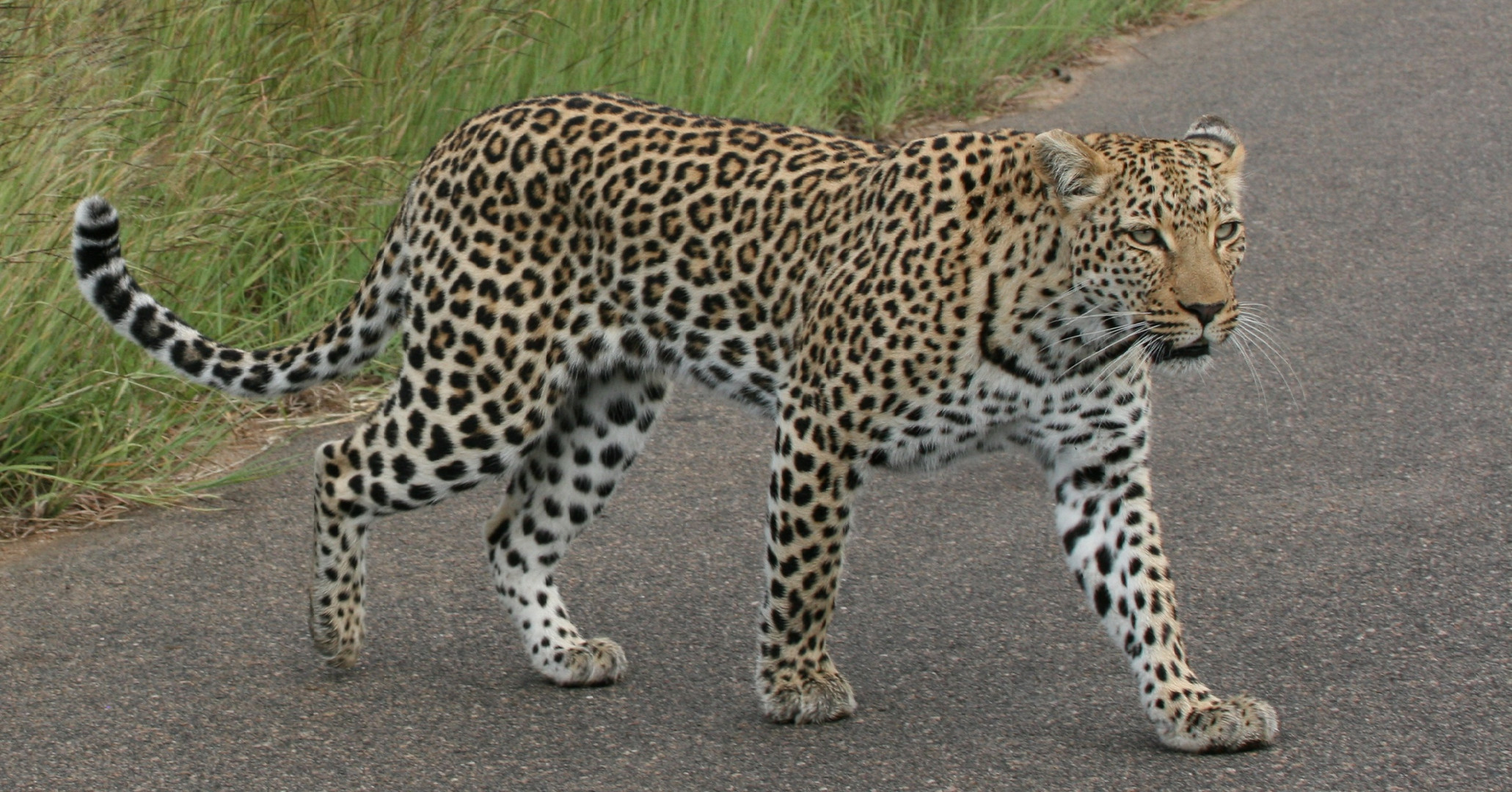 Strolling Leopard