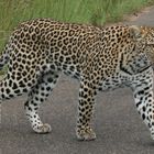 Strolling Leopard