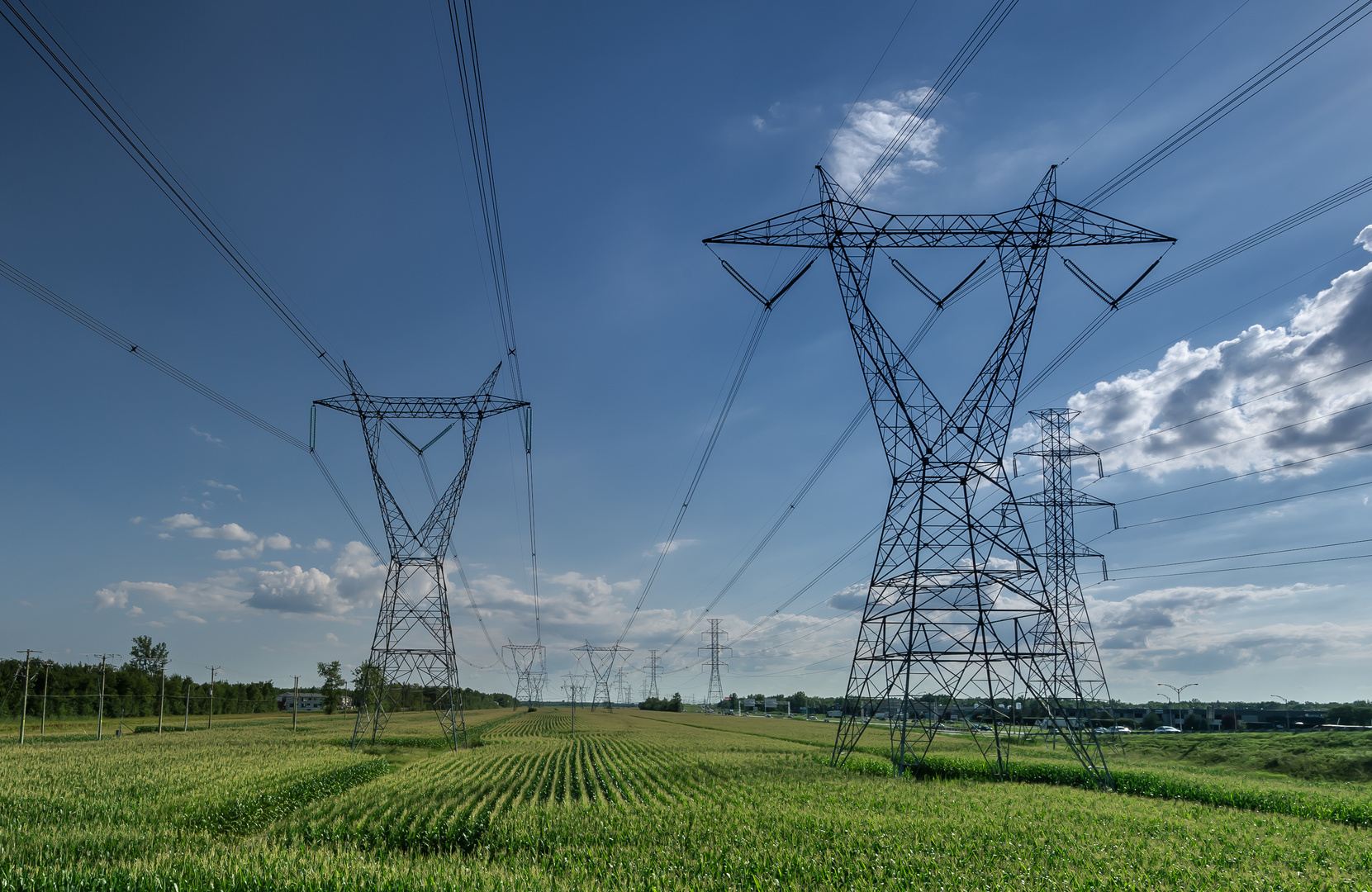 Strom im Maisfeld