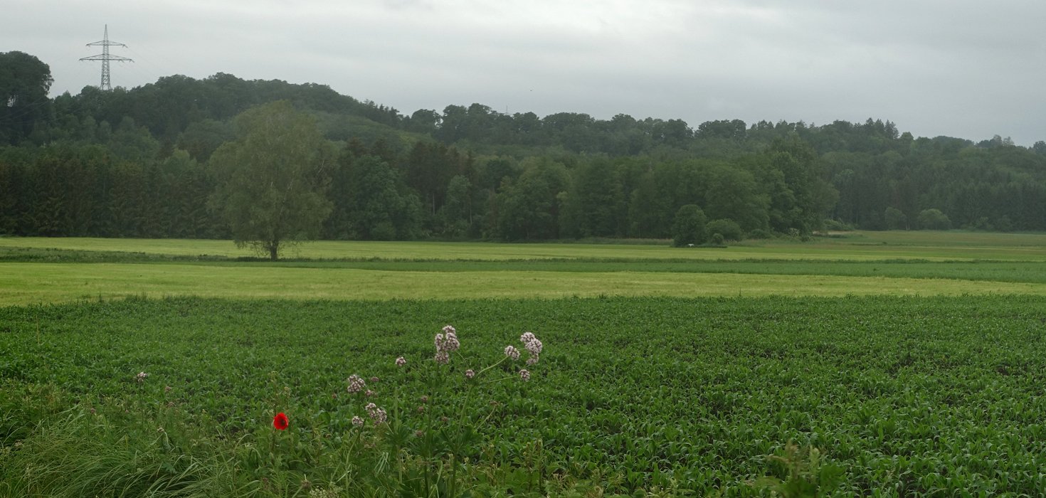 Strom macht Mohn einsam