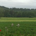 Strom macht Mohn einsam